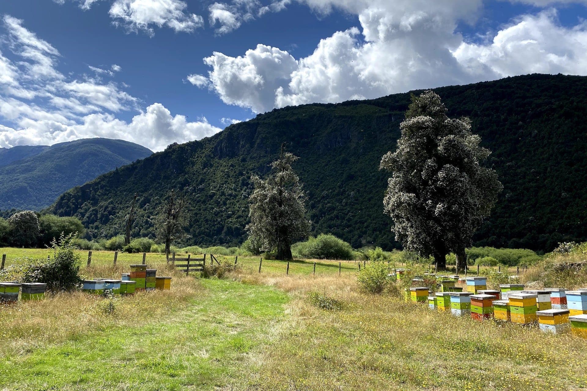 Apiario con colmenas de colores en un prado cercado, con árboles en flor y cerros cubiertos de bosque al fondo