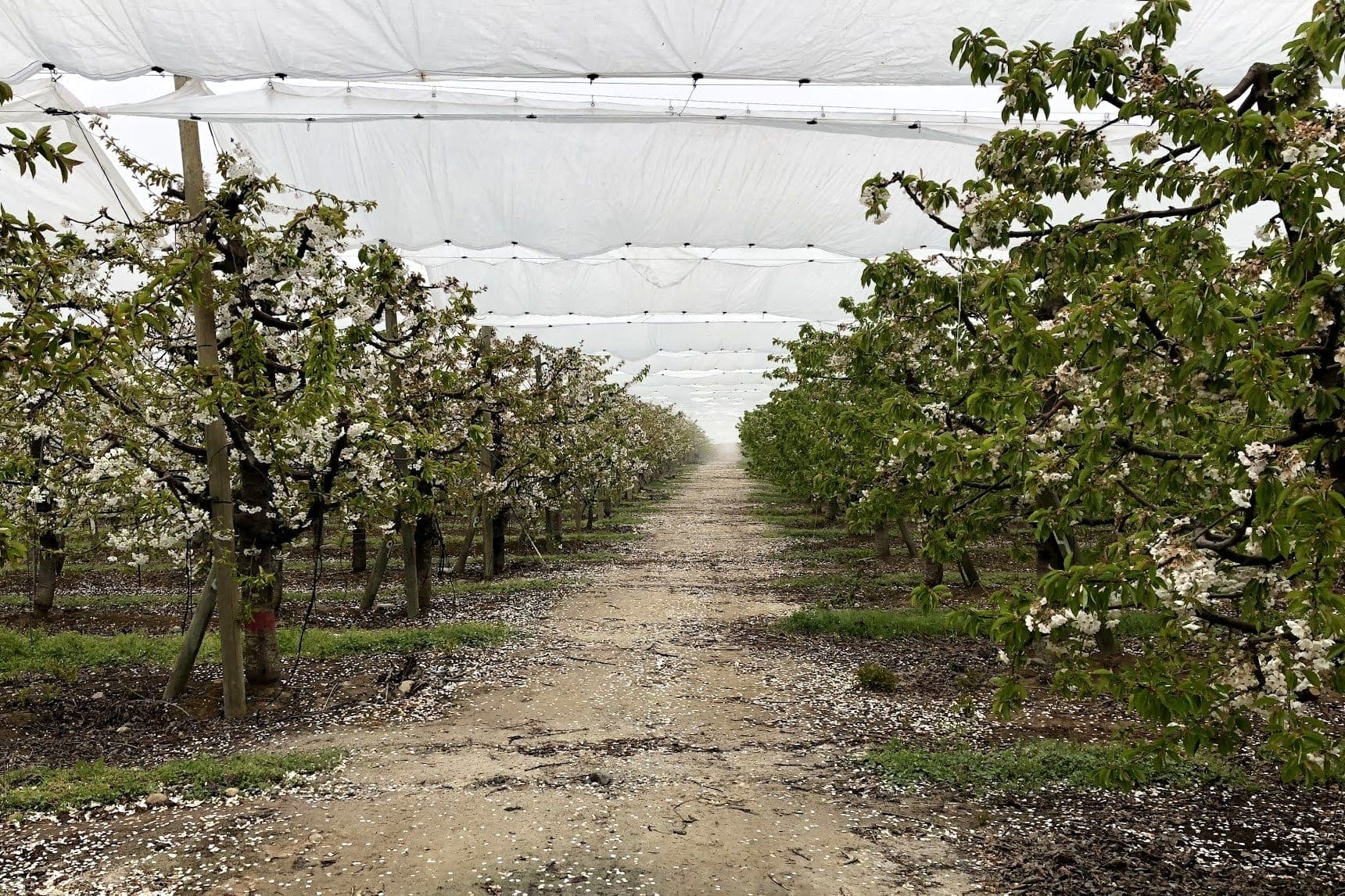 Hileras de cerezos en flor bajo cubierta plástica, con pétalos caídos en el camino central del huerto
