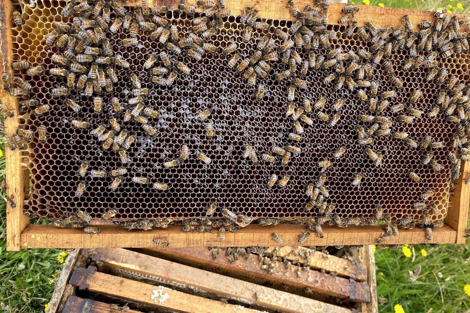 Marco de colmena con abejas sobre el panal, levantado durante una revisión