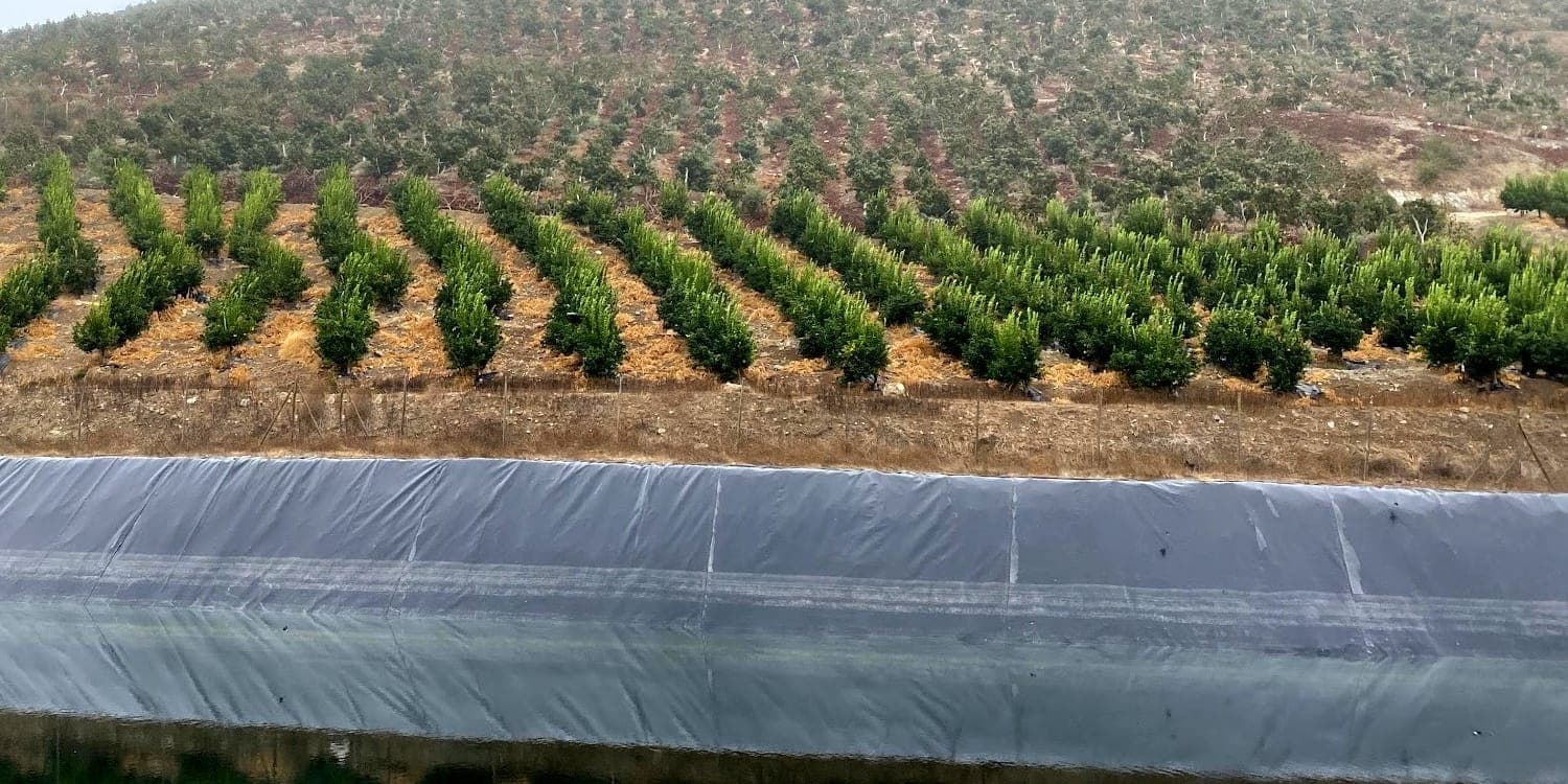 Tranque de riego revestido con geomembrana junto a un huerto joven en hileras, al pie de un cerro plantado