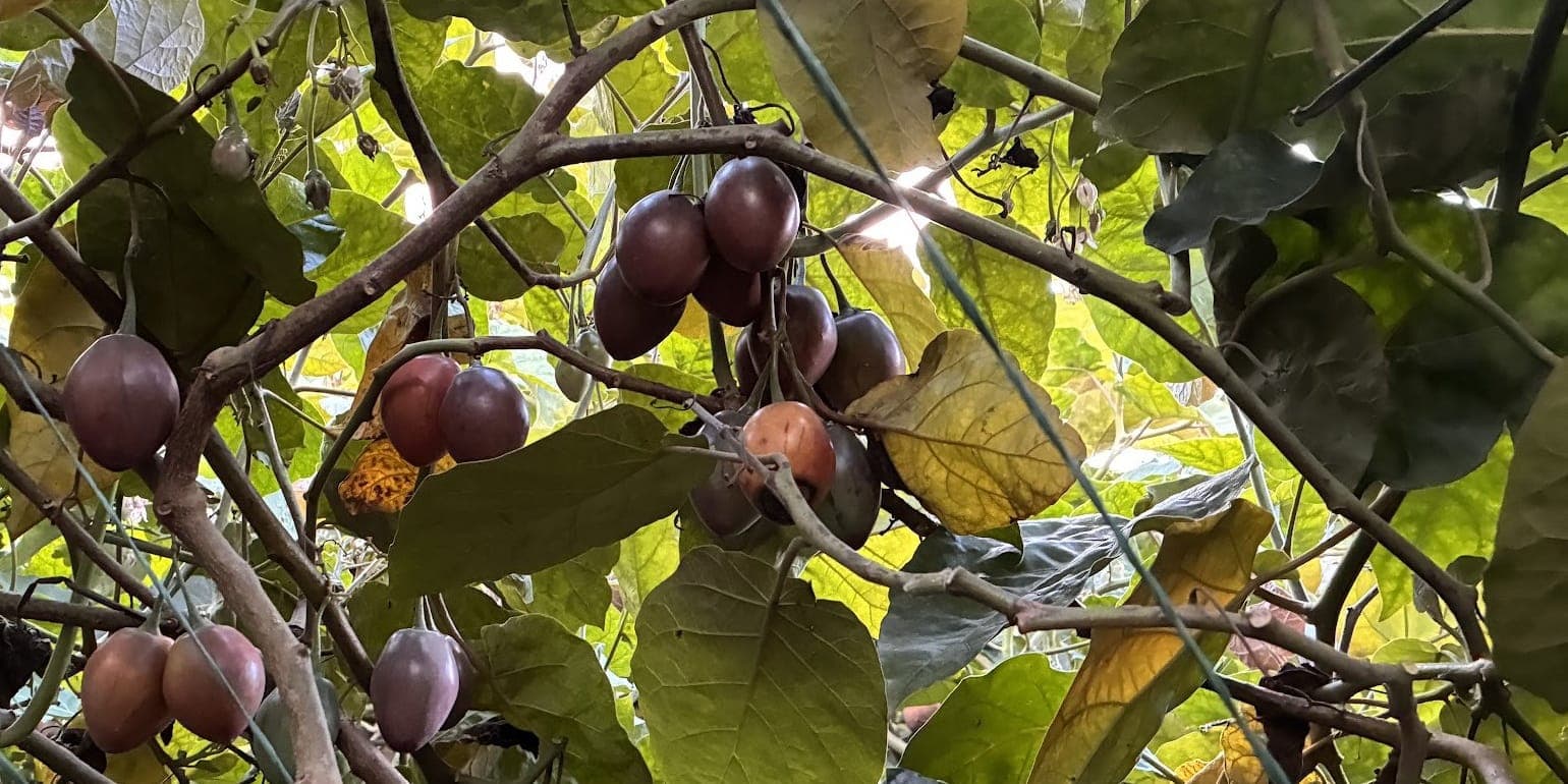 Frutos de tomate de árbol, maduros y en pinta, colgando entre las ramas y las hojas grandes de la planta
