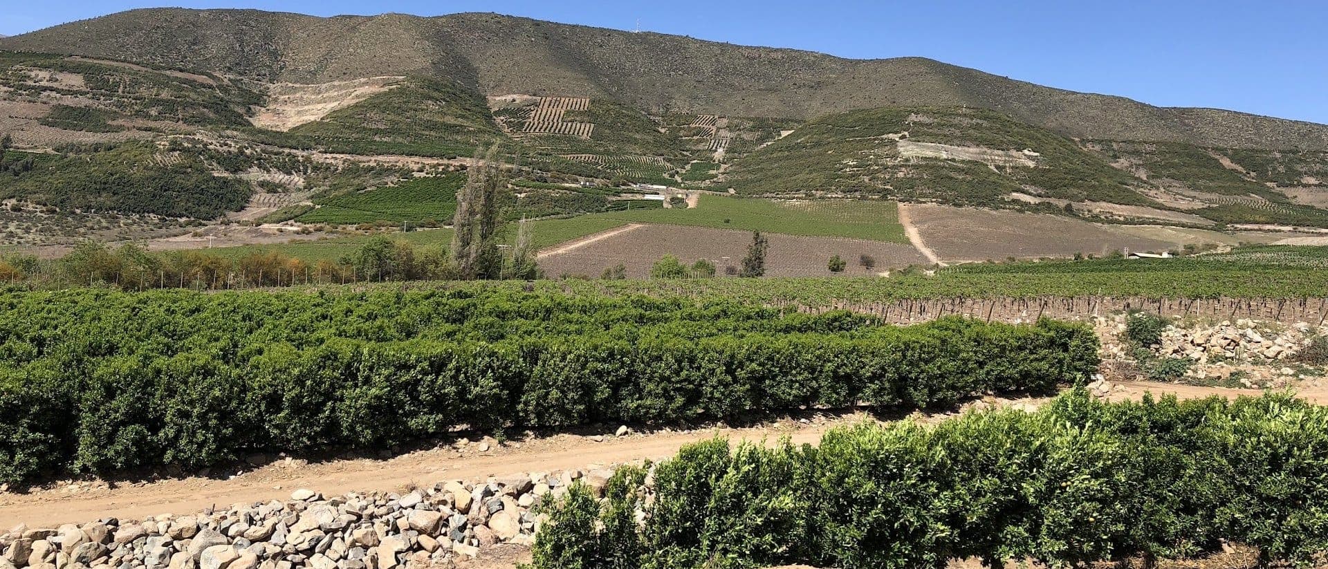 Valle agrícola con hileras de cítricos en primer plano, vides detrás y cerros con huertos plantados en ladera